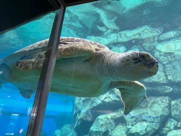 名古屋港水族館に投稿された画像（2024/6/9）