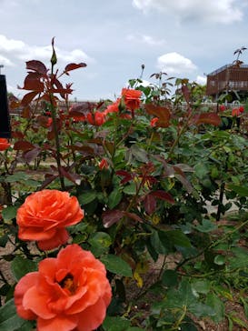 ぎふワールド・ローズガーデンに投稿された画像（2024/6/9）