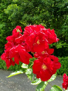 ぎふワールド・ローズガーデンに投稿された画像（2024/6/9）