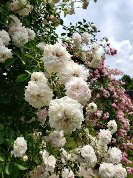 ぎふワールド・ローズガーデンに投稿された画像（2024/6/9）