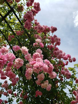 ぎふワールド・ローズガーデンに投稿された画像（2024/6/9）