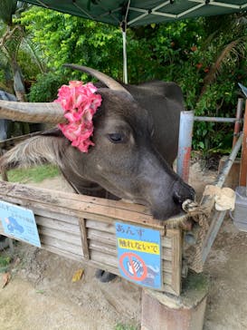 西表島 ADVENTURE PiPi（アドベンチャーピピ）に投稿された画像（2024/6/8）