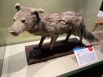 特別展「大哺乳類展３－わけてつなげて大行進」に投稿された画像（2024/6/9）