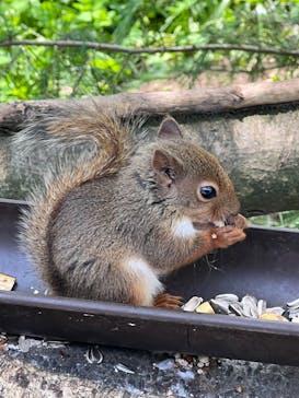 那須どうぶつ王国に投稿された画像（2024/6/9）