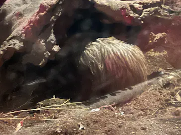 天王寺動物園に投稿された画像（2024/6/9）