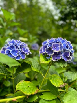 横浜イングリッシュガーデンに投稿された画像（2024/6/9）