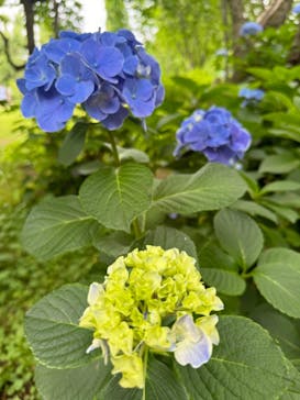 横浜イングリッシュガーデンに投稿された画像（2024/6/9）