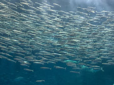 名古屋港水族館に投稿された画像（2024/6/9）