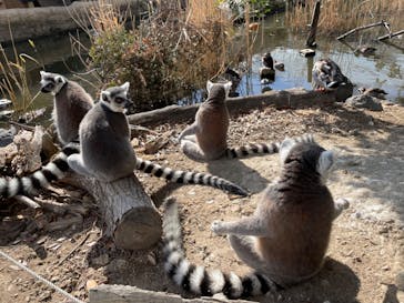 神戸どうぶつ王国に投稿された画像（2024/6/9）