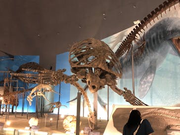 福井県立恐竜博物館に投稿された画像（2024/6/9）