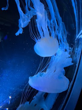 名古屋港水族館に投稿された画像（2024/6/9）