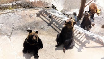 のぼりべつクマ牧場に投稿された画像（2024/6/9）