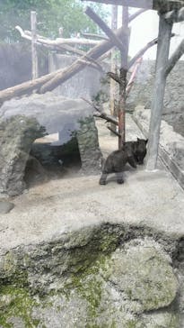 のぼりべつクマ牧場に投稿された画像（2024/6/9）