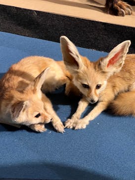 特別展「大哺乳類展３－わけてつなげて大行進」に投稿された画像（2024/6/9）