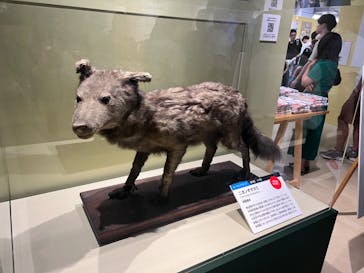 特別展「大哺乳類展３－わけてつなげて大行進」に投稿された画像（2024/6/9）