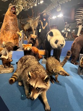 特別展「大哺乳類展３－わけてつなげて大行進」に投稿された画像（2024/6/9）