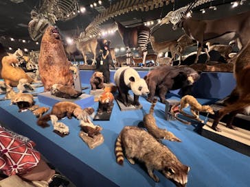 特別展「大哺乳類展３－わけてつなげて大行進」に投稿された画像（2024/6/9）