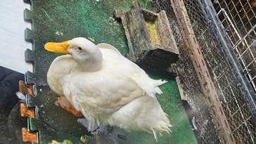 箱根湯本温泉 天成園に投稿された画像（2024/6/9）