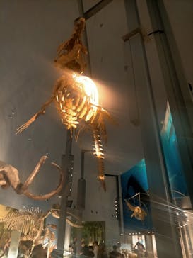 福井県立恐竜博物館に投稿された画像（2024/6/9）