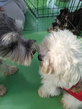 つくばわんわんランドに投稿された画像（2024/6/9）