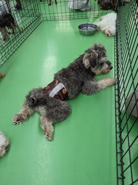 つくばわんわんランドに投稿された画像（2024/6/9）