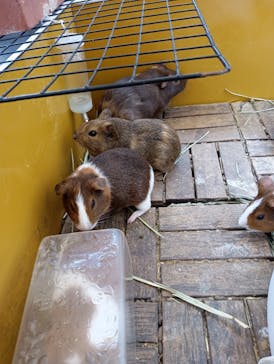 おさるランド＆アニタウン　日光さる軍団劇場に投稿された画像（2024/6/9）