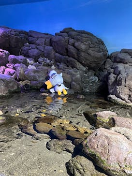 横浜・八景島シーパラダイス　プレジャーランドに投稿された画像（2024/6/9）