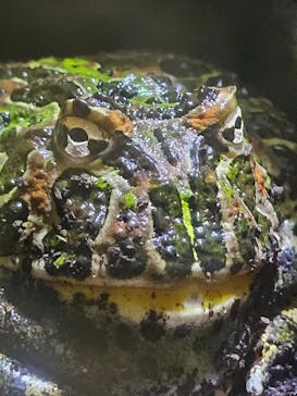 しながわ水族館に投稿された画像（2024/6/9）