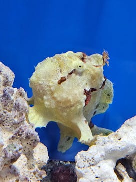 しながわ水族館に投稿された画像（2024/6/9）