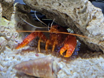 しながわ水族館に投稿された画像（2024/6/9）