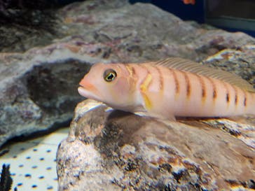 しながわ水族館に投稿された画像（2024/6/9）