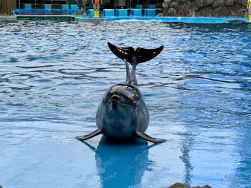名古屋港水族館に投稿された画像（2024/6/9）