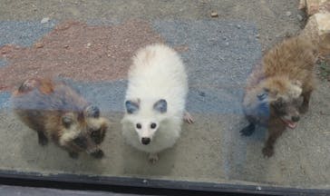 しろとり動物園に投稿された画像（2024/6/9）
