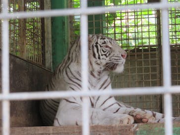 しろとり動物園に投稿された画像（2024/6/9）