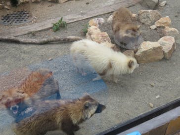 しろとり動物園に投稿された画像（2024/6/9）