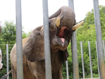 しろとり動物園に投稿された画像（2024/6/9）
