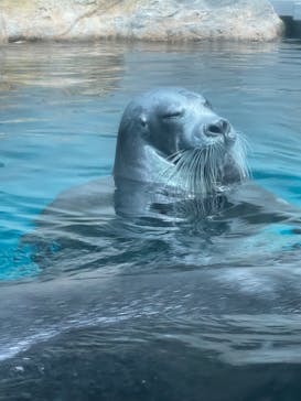 大分マリーンパレス水族館 「うみたまご」に投稿された画像（2024/6/9）