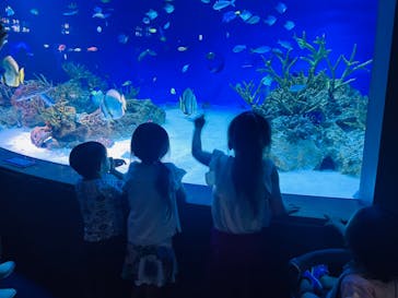 新江ノ島水族館に投稿された画像（2024/6/9）