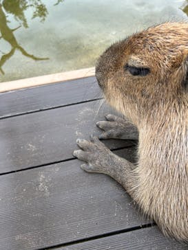 神戸どうぶつ王国に投稿された画像（2024/6/9）