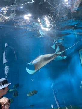 マクセル アクアパーク品川に投稿された画像（2024/6/9）