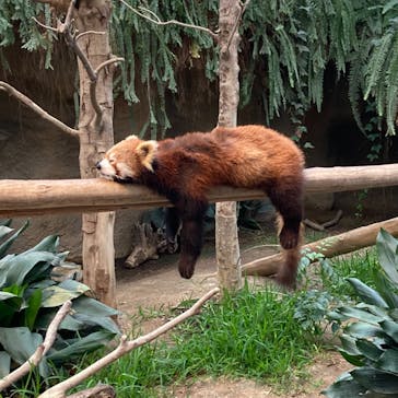 神戸どうぶつ王国に投稿された画像（2024/6/9）