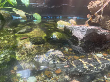 天王寺動物園に投稿された画像（2024/6/9）