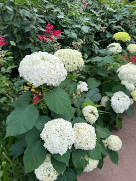 横浜イングリッシュガーデンに投稿された画像（2024/6/9）