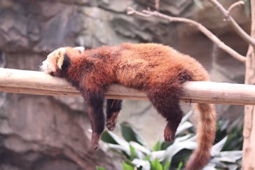 神戸どうぶつ王国に投稿された画像（2024/6/9）