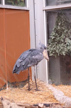 神戸どうぶつ王国に投稿された画像（2024/6/9）