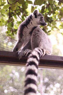 神戸どうぶつ王国に投稿された画像（2024/6/9）