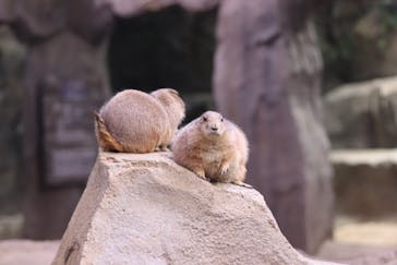 神戸どうぶつ王国に投稿された画像（2024/6/9）