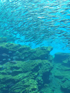 仙台うみの杜水族館に投稿された画像（2024/6/9）