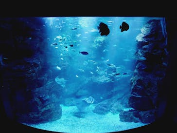 京都鉄道博物館×京都水族館に投稿された画像（2024/6/9）