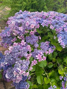 浜名湖花博2024に投稿された画像（2024/6/9）